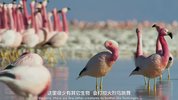 行星地球：生命礼赞.Planet.Earth.A.Celebration.2020.1080p.iP.WEB-DL.x264.AAC.English.ENG-CHS-TK