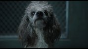 L流浪狗 Strays (2023)喜剧 动画 冒险