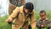 舌尖上的中国 第四季 (2025)[附1-3季]