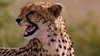 【BBC】捕猎