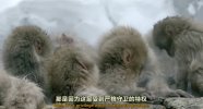 【BBC】地球生灵（中英文字幕）