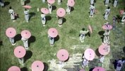 八重之樱_2013