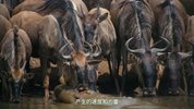 W我们星球上的生命 美国 Netflix纪录片[2023]【完结】