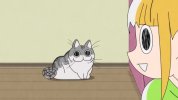 关于养猫我一直是新手