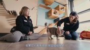 喵星人的奇思妙想