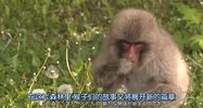 日本列岛 动物物语