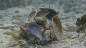海洋：我们的蓝色星球 (2018) 4K REMUX(蓝光 原盘)