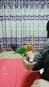 训鸟教程零基础学习 训鸟虎皮牡丹玄凤鹦鹉训练全套解说视频课程