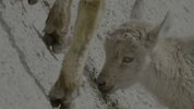 超凡动物奇观 S01 (2022) 4K HDR 内封简繁字幕 全6集