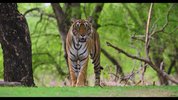 L 老虎 Tiger (2024)(纪录片)