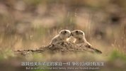 动物搏击会S1-S6(2)