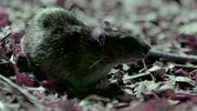 毒液传奇 第一季[高码版][全3集][中文字幕].Legends.of.Venom.S01.2023.2160p.HQ.WEB-DL.H265.AAC.mkv(18