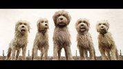 犬之岛.2018.4K.豆瓣评分8