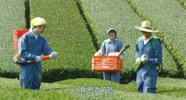 旅猫日记.2018.日语中字.豆瓣评分7
