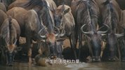 W 我们星球上的生命（2023）8集全