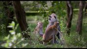 猴子王国.2015.纪录片.英语中字.豆瓣评分8