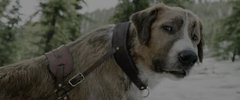 野性的呼唤(2020)