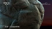 孩子最爱看的纪录片如果国宝会说话.全4季.豆瓣9