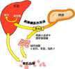 上班族必学减肥技能：轻断食减肥法，30天减掉20斤
